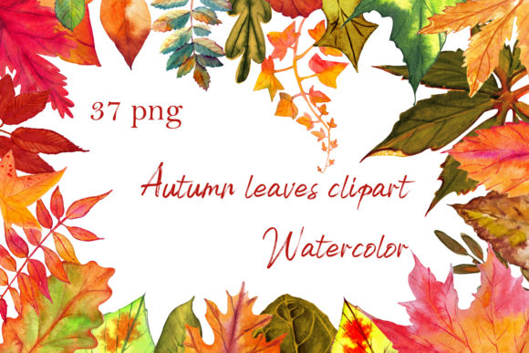 Autumn Leaves Clipart Set and Illustrations