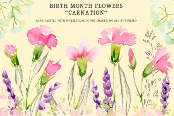 Birth Month Flowers - Carnation Illustrations
