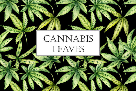 Cannabis Leaves Illustrations