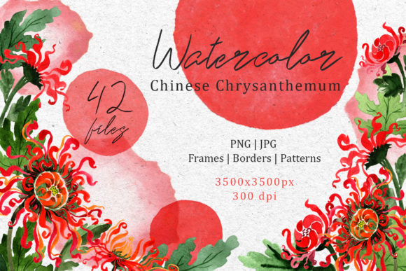Chinese Chrysanthemum Set and Illustrations