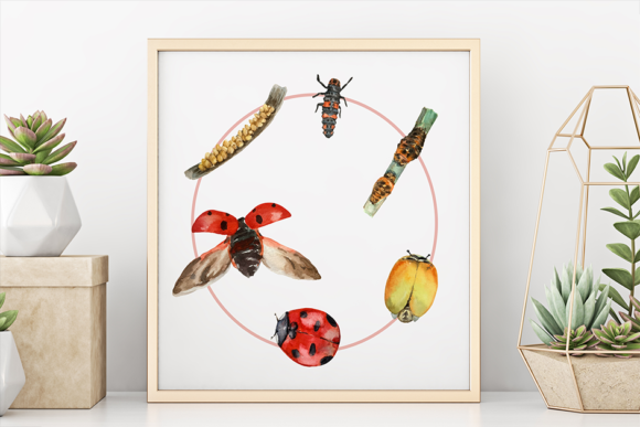 Ladybug Life Cycle Clip Art and Illustrations